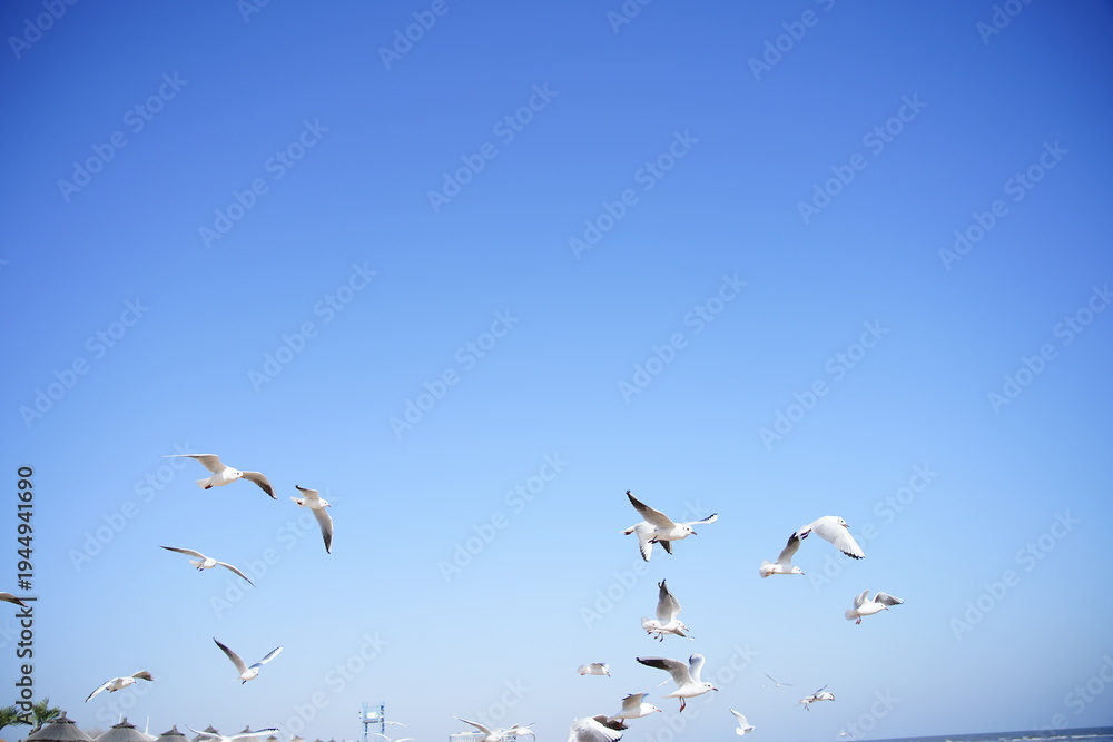 Obraz premium Seagulls in Flight Against a Clear Blue Sky