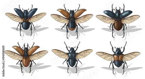 Six colorful scarablike beetles illustrated midflight with wings spread