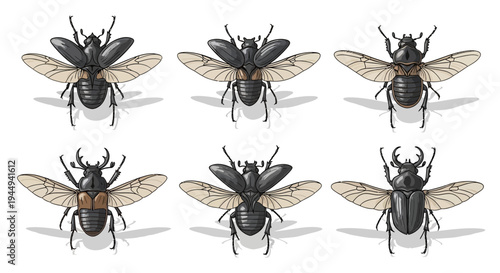 Six different types of beetles with wings spread arranged in two rows