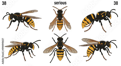 Six illustrations of a yellow and black wasp shown from three different perspectives