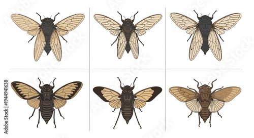 Six distinct illustrations of cicadas arranged in two rows of three