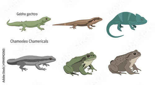 Illustrations of various reptiles and amphibians organized in two rows