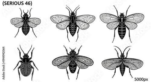 Six black and white illustrations of various winged and wingless insects