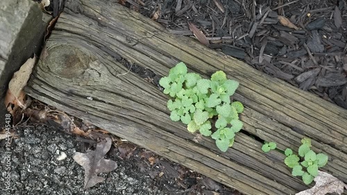 Slow panning top down shot of cracked wood with a green plant growing and wood chips.