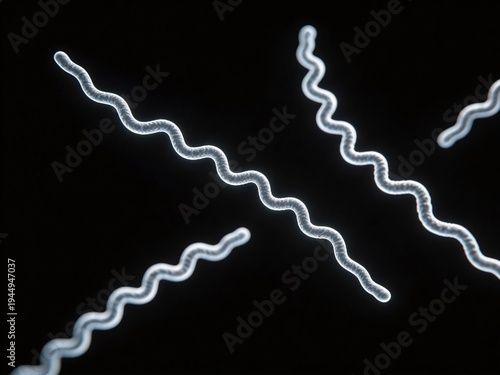 Dark-field microscopy view of the Lyme disease spirochete, Borrelia burgdorferi, long slender spiral-shaped bacteria glowing brightly against black background, emphasizing unique shape and motility