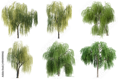 Weeping willow trees with drooping branches and lush green foliage.