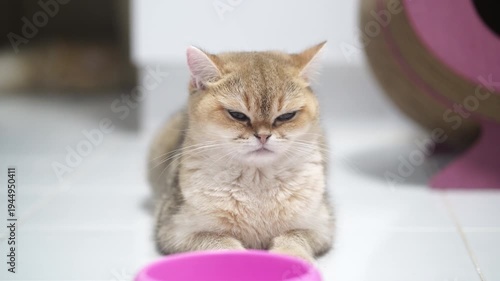 British shorthair golden fur cat sitting white tile with pink bowl indoor relaxed cute pet, grumpy feline lying floor staring empty bowl, adorable domestic animal playful alert young fluffy round