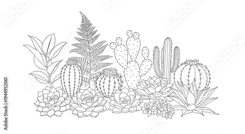 A detailed line art drawing showcases a diverse cluster of various succulents and cacti, including barrel cacti, prickly pears, and echeverias.