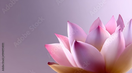 Pink lotus flower on gray background a beautiful pink lotus flower is showcased against a neutral gray backdrop peaceful and serene