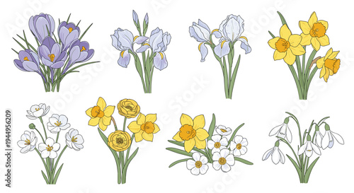 Collection of beautiful spring flowers including crocuses, irises, daffodils, snowdrops and ranunculus on a white background.