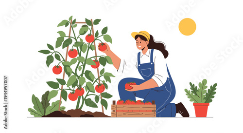 Female farmer harvesting fresh red tomatoes in a sunny garden and placing them into a wooden crate for organic vegetable production.