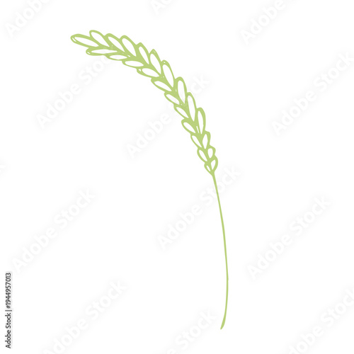 Hand drawn cereal wheat oat rye barley rice ears spikelet clipart Organic wheat bread agriculture farming harvest healthy food Single element for print packaging label design decor