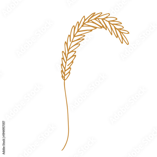 Hand drawn cereal wheat oat rye barley rice ears spikelet clipart Organic wheat bread agriculture farming harvest healthy food Single element for print packaging label design decor