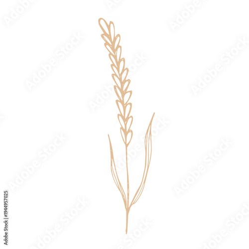 Hand drawn cereal wheat oat rye barley rice ears spikelet clipart Organic wheat bread agriculture farming harvest healthy food Single element for print packaging label design decor