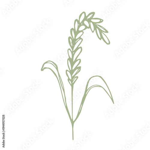 Hand drawn cereal wheat oat rye barley rice ears spikelet clipart Organic wheat bread agriculture farming harvest healthy food Single element for print packaging label design decor