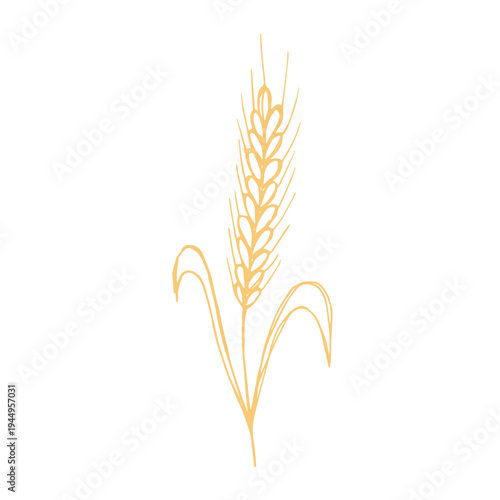 Hand drawn cereal wheat oat rye barley rice ears spikelet clipart Organic wheat bread agriculture farming harvest healthy food Single element for print packaging label design decor