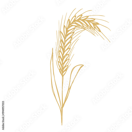 Hand drawn cereal wheat oat rye barley rice ears spikelet clipart Organic wheat bread agriculture farming harvest healthy food Single element for print packaging label design decor