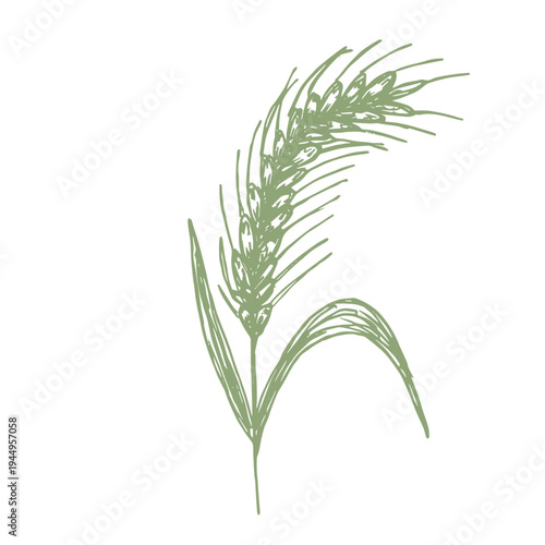 Hand drawn cereal wheat oat rye barley rice ears spikelet clipart Organic wheat bread agriculture farming harvest healthy food Single element for print packaging label design decor