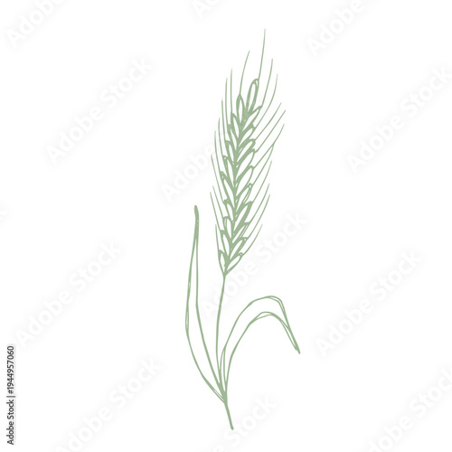 Hand drawn cereal wheat oat rye barley rice ears spikelet clipart Organic wheat bread agriculture farming harvest healthy food Single element for print packaging label design decor