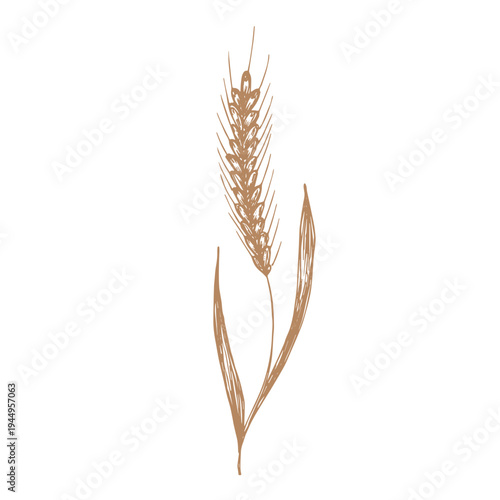 Hand drawn cereal wheat oat rye barley rice ears spikelet clipart Organic wheat bread agriculture farming harvest healthy food Single element for print packaging label design decor