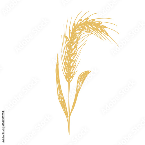 Hand drawn cereal wheat oat rye barley rice ears spikelet clipart Organic wheat bread agriculture farming harvest healthy food Single element for print packaging label design decor