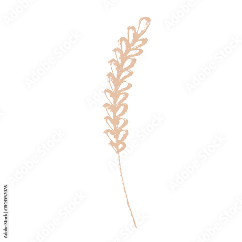 Hand drawn cereal wheat oat rye barley rice ears spikelet clipart Organic wheat bread agriculture farming harvest healthy food Single element for print packaging label design decor