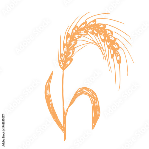Hand drawn cereal wheat oat rye barley rice ears spikelet clipart Organic wheat bread agriculture farming harvest healthy food Single element for print packaging label design decor