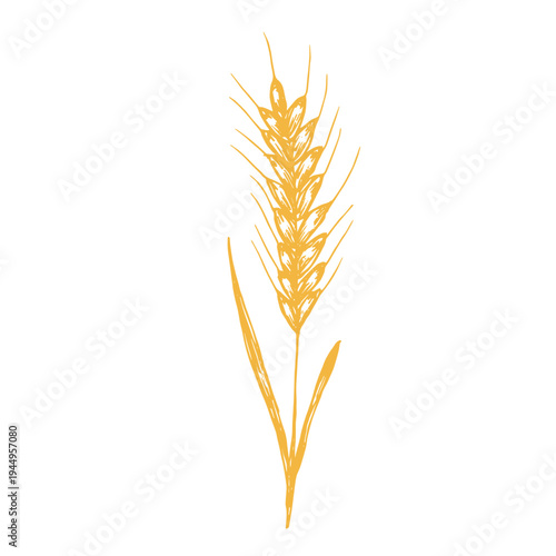 Hand drawn cereal wheat oat rye barley rice ears spikelet clipart Organic wheat bread agriculture farming harvest healthy food Single element for print packaging label design decor