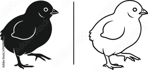 Black and white chickens side by side Vector