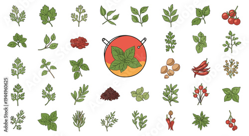 Large collection of diverse culinary herbs and spices including basil, mint, chili, and peppercorns for cooking.