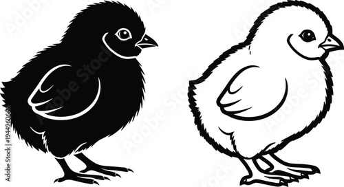 Black and white chicks standing side by side Vector