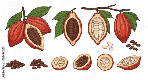 Detailed collection of cocoa pods and beans showing whole fruits, sliced sections, and seeds in different stages for chocolate production.