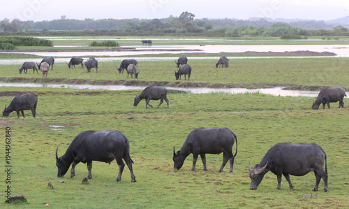 A herd of water buffalo grazing across a green wetland field, showing natural wildlife behavior and rural countryside scenery with animals feeding peacefully in a wide open landscape.