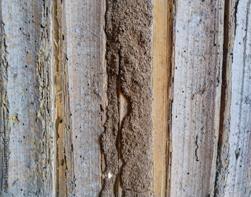 Tableau sur toile Termite Mud Trail on Damaged Bamboo Surface