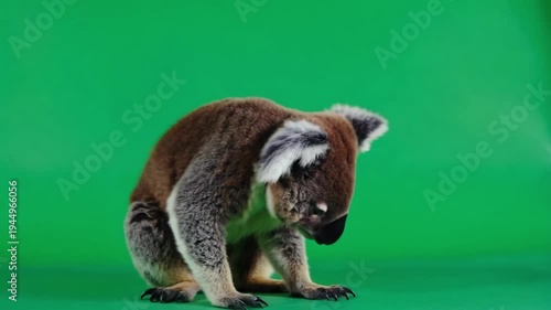 Adorable koala sitting on green background looking directly at camera