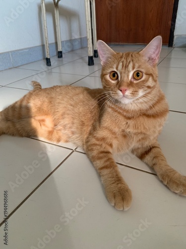 The orange cat was lying on the floor and staring.