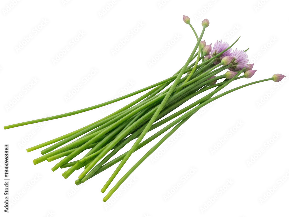 Fototapeta premium Fresh chives with purple flowers isolated on transparent background