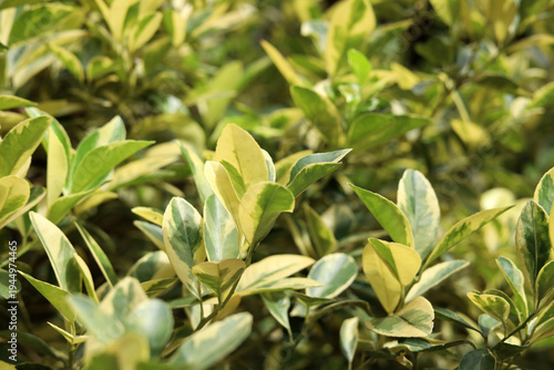 Bild auf Leinwand Variegated citrus leaves growing in garde
