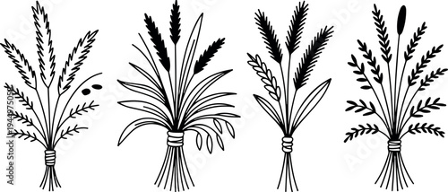 Decorative wheat ears with leaves tied in bunches on transparent background agriculture set