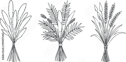 Harvest wheat stalks tied with ribbon on transparent background rural nature collection