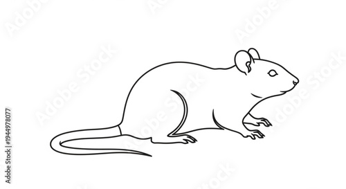 Detailed line drawing of a mouse in profile standing and looking right on white background