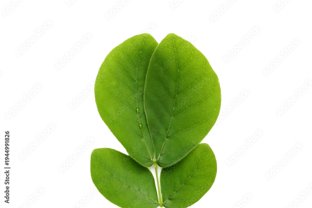 Obraz premium Rain tree leaves on white. Samanca Saman (Jacq) Merr.