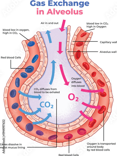 illustration of gas exchange in alveolus diagram