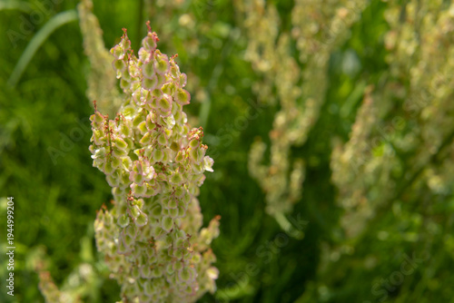 スイバ（Rumex acetosa）の丸く平べったい果実【タデ科のヤシ草】日本・5月
