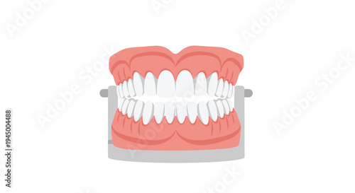A cartoon illustration of a complete set of white human teeth with pink gums rests on a grey stand against a plain white background.