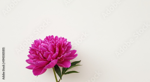 Single peony flower in full bloom, delicate petals, studio still life,, elegant botanical subject, soft lighting.