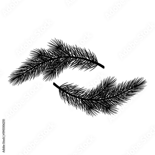 Two pine branches elegantly curved against a plain background Vector, illustration