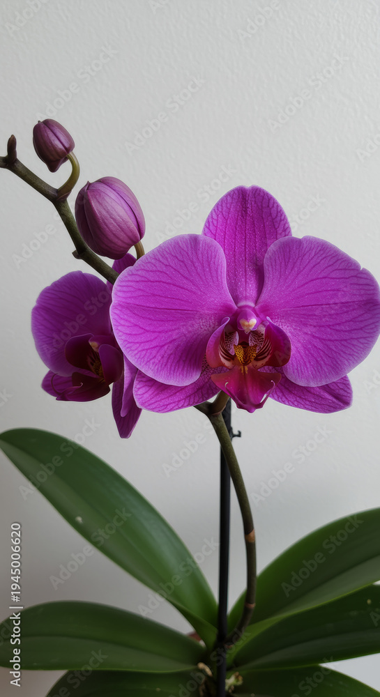 Obraz premium Elegant purple orchid flower with dew droplets, green leaves, and buds, studio shot, indoor plant, botanical beauty.