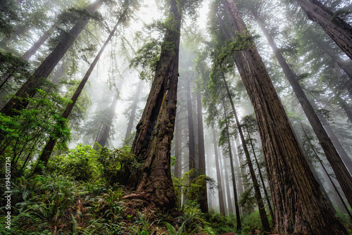Redwoods Rising in the Fog, Del Norte Coast Redwoods State Park, Redwoods National Park, California
