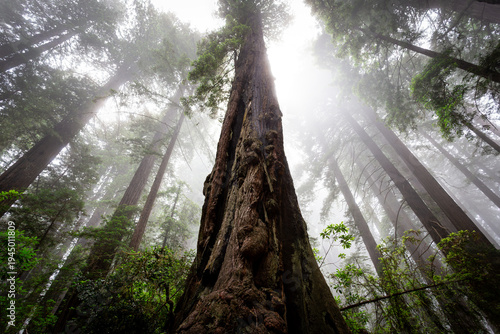 Redwood Trunk Rising through the Fog, Del Norte Coast Redwoods State Park, Redwoods National Park, California